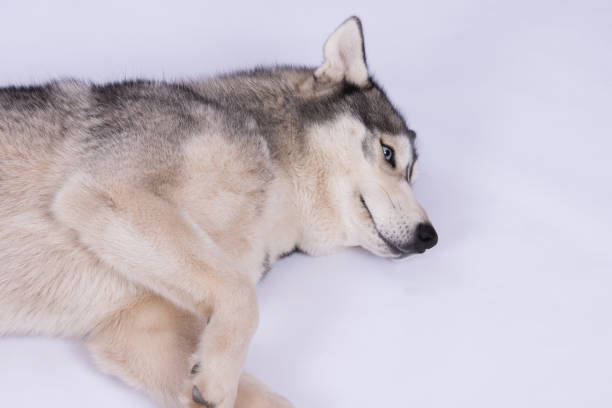 istock Husky head with blue eyes against white background 866150918
