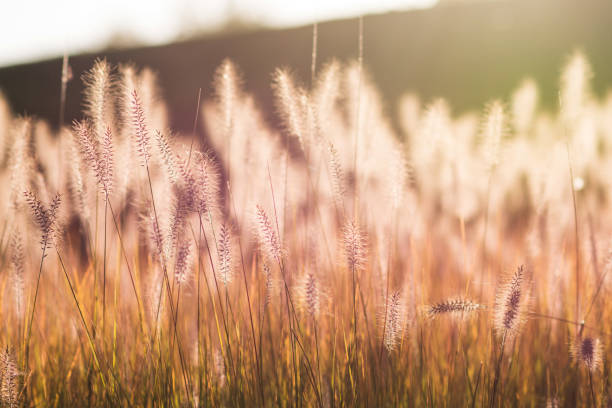 istock Wild field of grass on sunset, soft sun rays 866150994