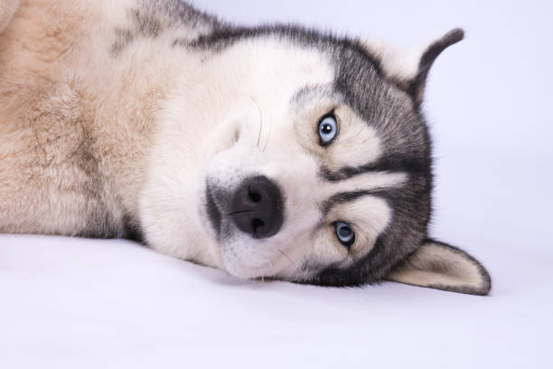 istock Husky head with blue eyes against white background 866153504