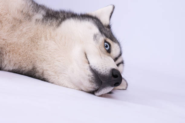 istock Husky head with blue eyes against white background 866153740