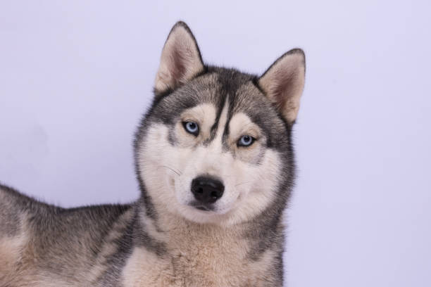 istock Husky head with blue eyes against white background 866153984