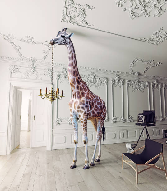 the giraffe hold the chandelier the giraffe hold the chandelier in the luxury decorated interior chandelier photos stock pictures, royalty-free photos & images