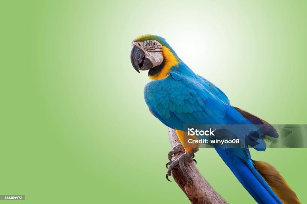 The pretty parrot on branch. The parrot perched on a branch on green background with clipping path. Parrot Stock Photo