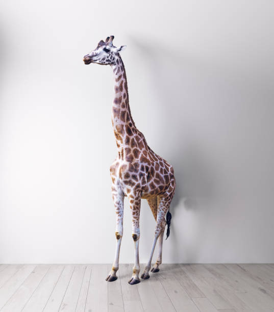 istock the giraffe in the white room 866155060