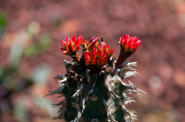 istock Euphorbia viguieri var capuroniana stem & flowers 866155662