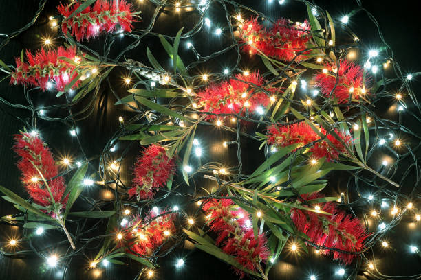 istock Bottlebrush Flowers and Fairy Lights 866158562