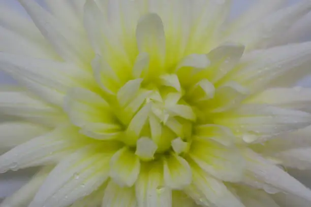 close up of a white and yellow dahlia with raindrops