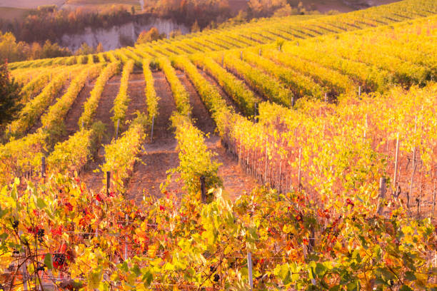 istock Langhe landscape, Piedemont, Northern Italy 866165706