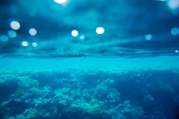 beautiful and diverse coral reef of the red sea with fish