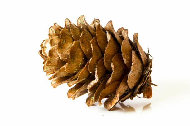 istock Christmas decoration - european larch tree (Larix) cones isolated on white background 866168928