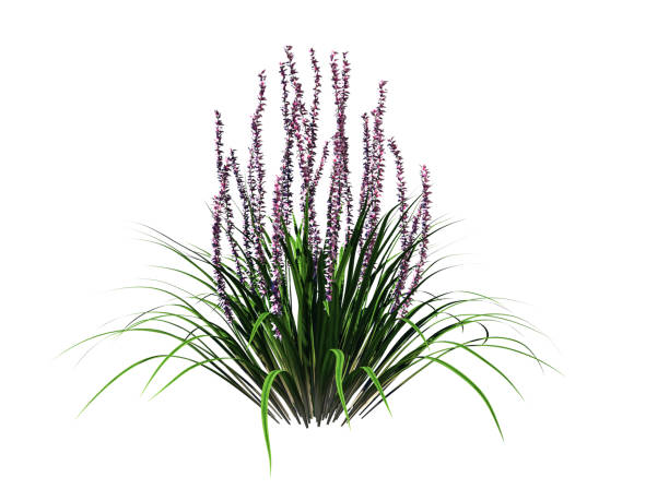 istock 3d rendering of flower bush isolated on white can be used for foreground design 866169110