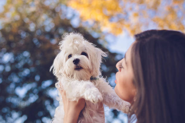 istock Playing with my adorable white dog 866169718