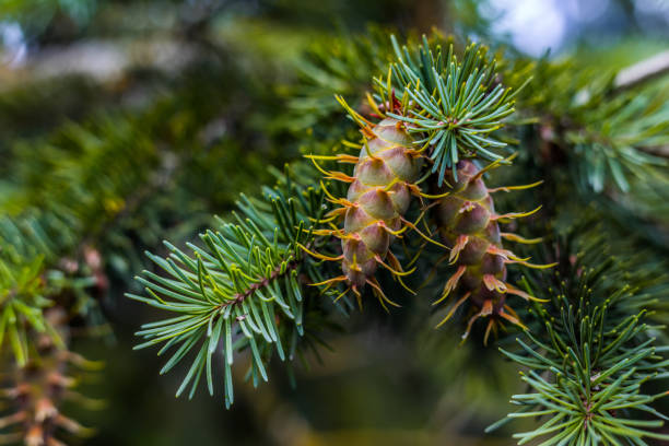 Douglas fir tree branch with cones on autumn. Closeup