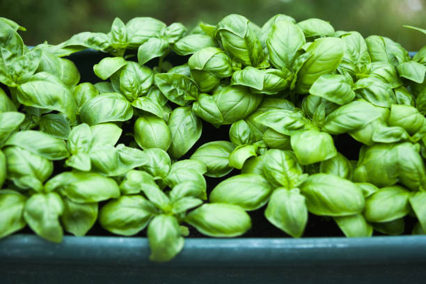 istock basil plant in a pot in the garden 866175342