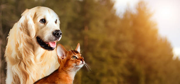 chat et chien, le chat abyssin, sur fond de nature automne paisible golden retriever - purebred cat photos photos et images de collection