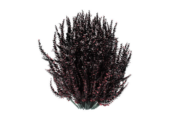 istock 3d rendering of a realistic flower bush isolated on white 866175682