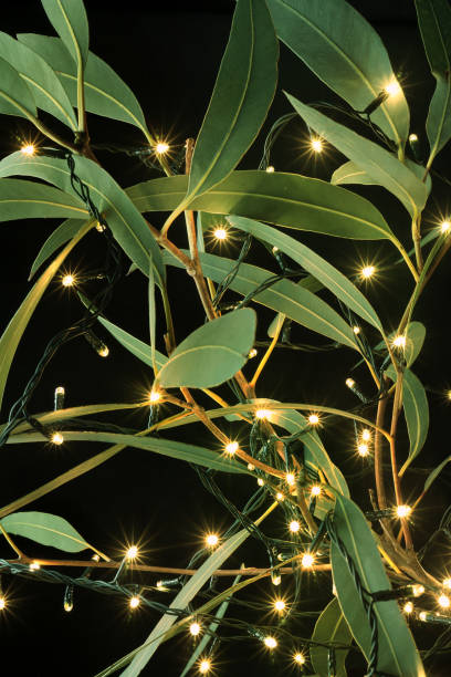 istock Fairy Lights and Gum Tree Leaves 866177832