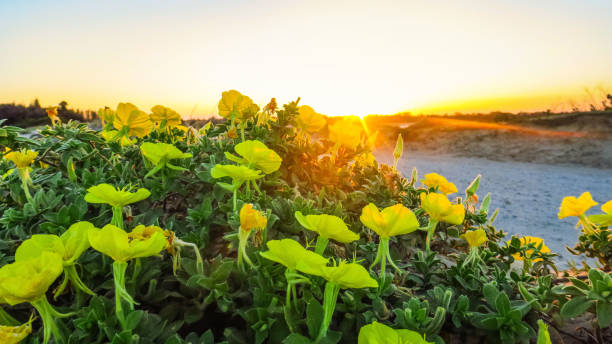 visita yamba en australia - yamba fotografías e imágenes de stock