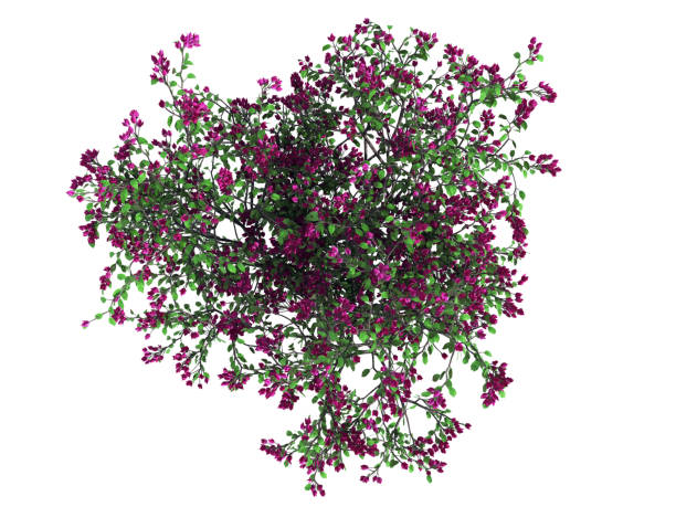 istock 3d rendering of a realistic green top view tree isolated on white 866178294