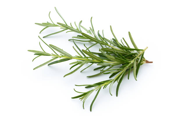 istock Rosemary isolated on white background, Top view. 866178456