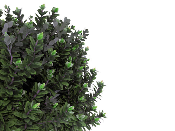 istock 3d rendering of a foreground tree branch isolated on white 866179004
