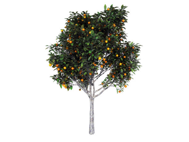 istock 3d rendering of a realistic green tree isolated on white 866179664