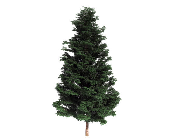 istock 3d rendering of a realistic green tree isolated on white 866182530