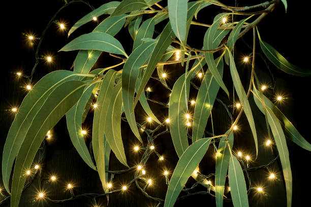 guirlande lumineuse et feuilles d’arbres de gomme - eucalyptus eucalyptus tree leaf tree photos et images de collection