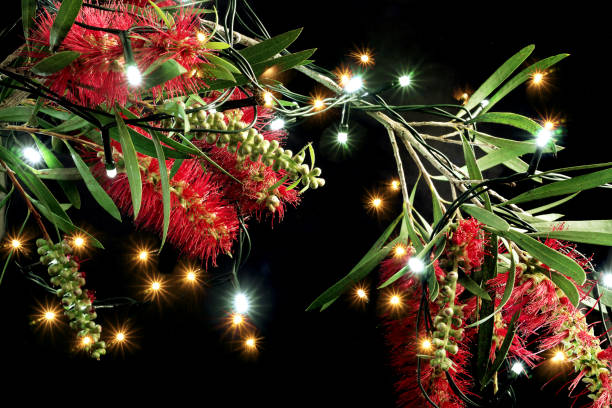 istock Bottlebrush Flowers and Fairy Lights 866183596