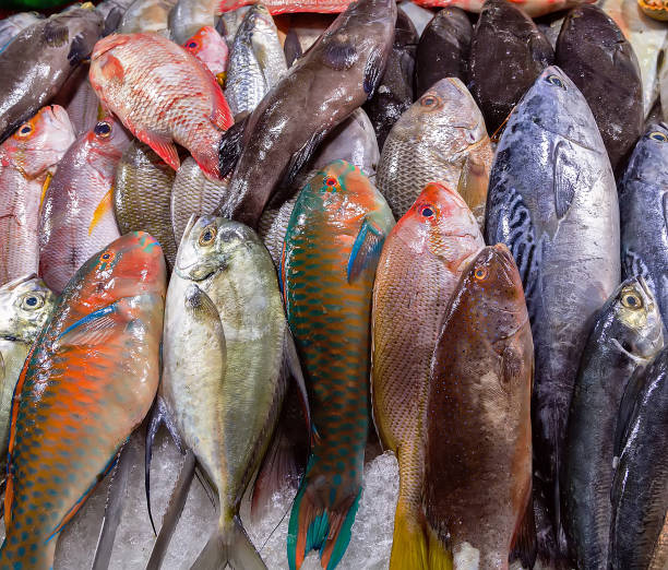 ryby z owoców morza wyświetlane na targu rybnym - chinook salmon zdjęcia i obrazy z banku zdjęć