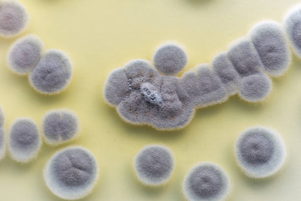 Penicillium, ascomycetous fungi are of major importance in the natural environment as well as food and drug production. Penicillium, ascomycetous fungi are of major importance in the natural environment as well as food and drug production. conidia stock pictures, royalty-free photos & images