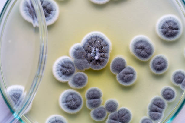 il penicillium, i funghi ascomiceti sono di grande importanza nell'ambiente naturale, così come nella produzione di cibo e farmaci. - bacterium petri dish colony microbiology foto e immagini stock