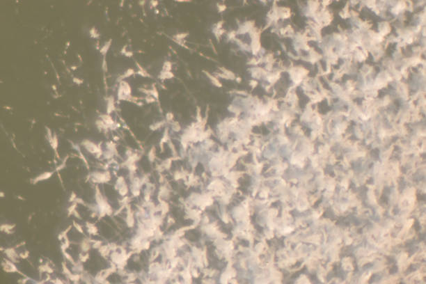 Penicillium, ascomycetous fungi are of major importance in the natural environment as well as food and drug production. Penicillium, ascomycetous fungi are of major importance in the natural environment as well as food and drug production. conidia stock pictures, royalty-free photos & images