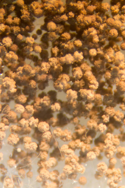 istock Asperillus niger in petri dish under the microscopic, Microbiology for education in laboratories. 866187654
