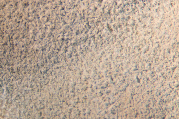 Penicillium, ascomycetous fungi are of major importance in the natural environment as well as food and drug production. Penicillium, ascomycetous fungi are of major importance in the natural environment as well as food and drug production. conidia stock pictures, royalty-free photos & images