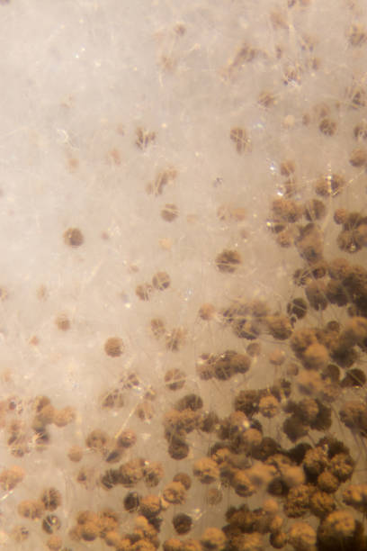 istock Asperillus niger in petri dish under the microscopic, Microbiology for education in laboratories. 866187736