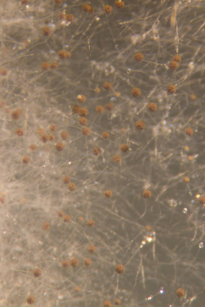 Asperillus niger in petri dish under the microscopic, Microbiology for education in laboratories.