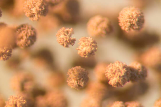 asperillus niger в чашке петри под микроскопом, микробиология для образования в лабораториях. - зелёная плесень стоковые фото и изображения