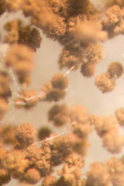 istock Asperillus niger in petri dish under the microscopic, Microbiology for education in laboratories. 866187920