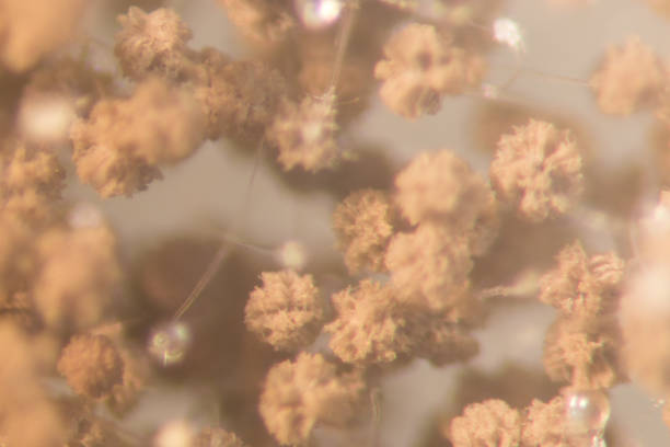 Asperillus niger in petri dish under the microscopic, Microbiology for education in laboratories.