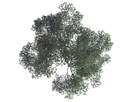 3d rendering of a realistic green top view tree isolated on white