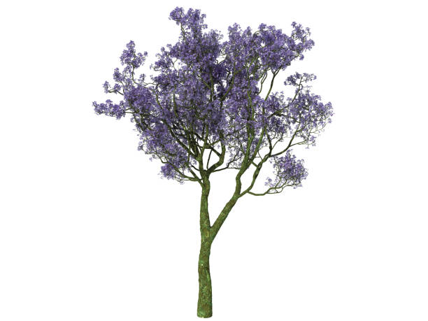 istock 3d rendering of a realistic flower bush isolated on white 866191456