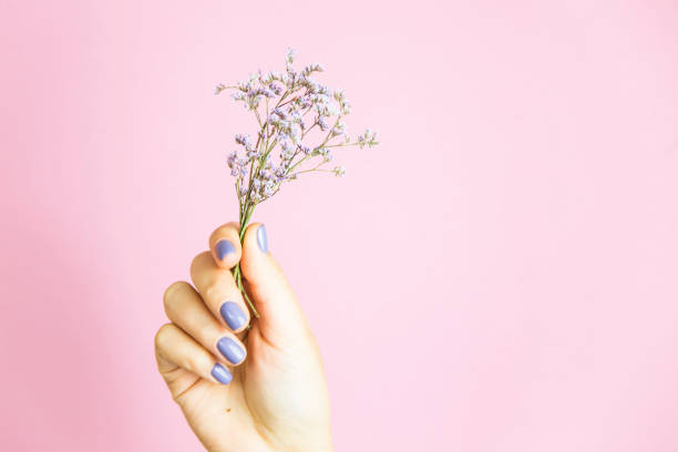 Beautiful delicate women's hands with a stylish pink manicure on a pink and blue background with a flower in your hand.