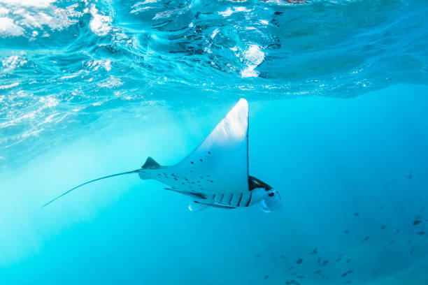 underwater view of hovering giant oceanic manta ray - nusa lembongan bali island beach imagens e fotografias de stock