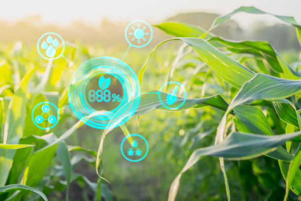 istock Corn Inspection Results in Agroforestry With Modern Technology Concepts 866199712