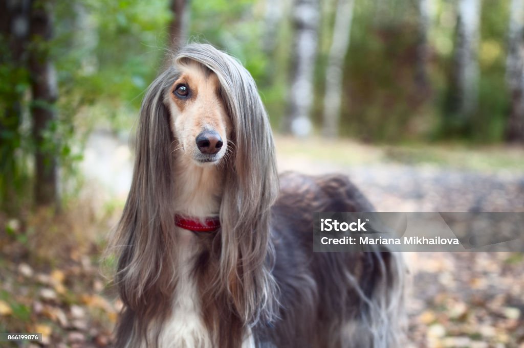 Smart dog  Afghan hound with ideal data stands in the autumn forest and looks into the camera. A long bang closes her one eye. Picturesque portrait of a dog. Afghan Dog Stock Photo