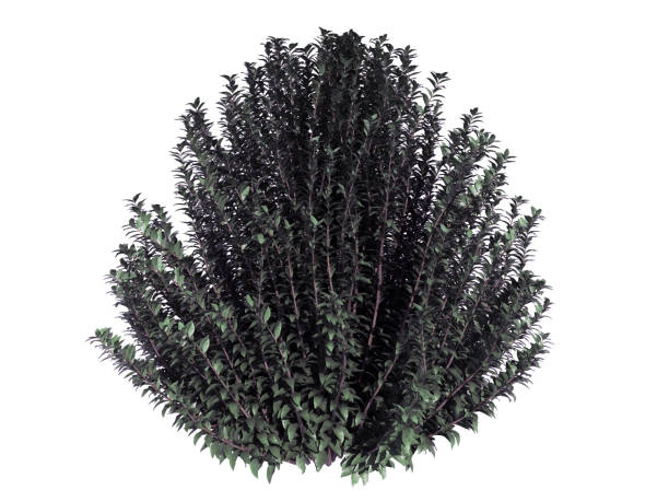 istock 3d rendering of a realistic flower bush isolated on white 866203526