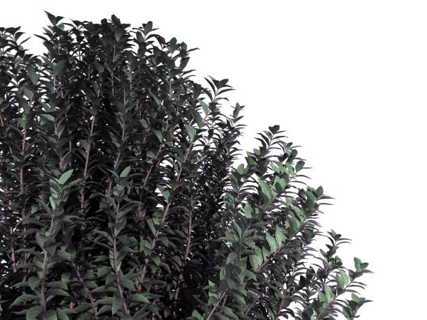 istock 3d rendering of a foreground flower bush isolated on white 866203632