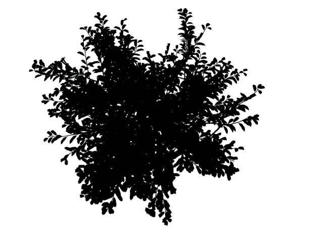 3d rendering of a silhouette tree isolated on white background