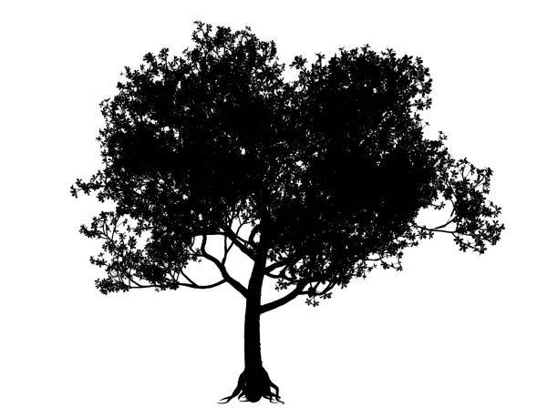 istock 3d rendering of a silhouette tree isolated on white background 866210416